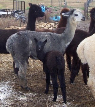 Alpaca For Sale - LSH Lorie Darlin' & Grey Female Cria at Little Slice of Heaven Alpacas